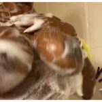 Niyahrenee Only Fans